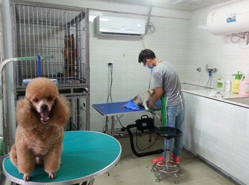 成功運(yùn)營一家寵物店的關(guān)鍵服務(wù)策略