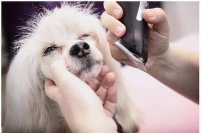 金誠集團(tuán)寵物產(chǎn)業(yè)顧問“養(yǎng)成記” 打造全方位寵物服務(wù)生態(tài)