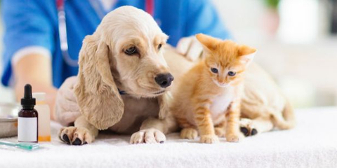 寵物經(jīng)濟(jì)火熱 產(chǎn)業(yè)規(guī)模持續(xù)增長，服務(wù)領(lǐng)域成新藍(lán)海