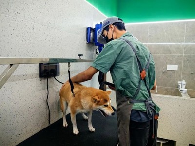 青浦首店！這家寵物樂園有點(diǎn)不一樣~ 解鎖寵物服務(wù)新體驗(yàn)